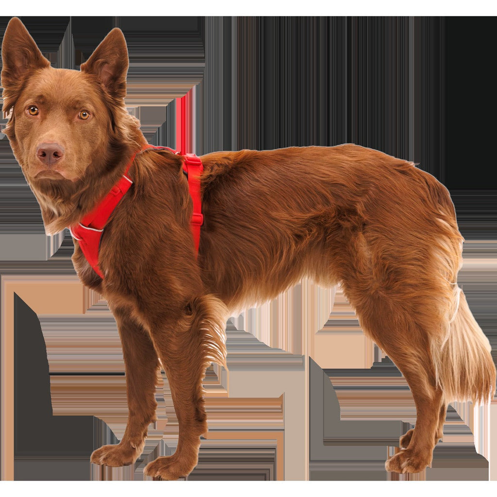 Front Range Harness