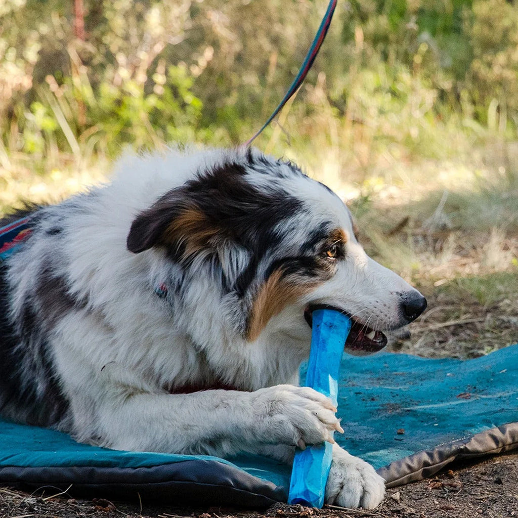 Gnawt-a-Stick Toy