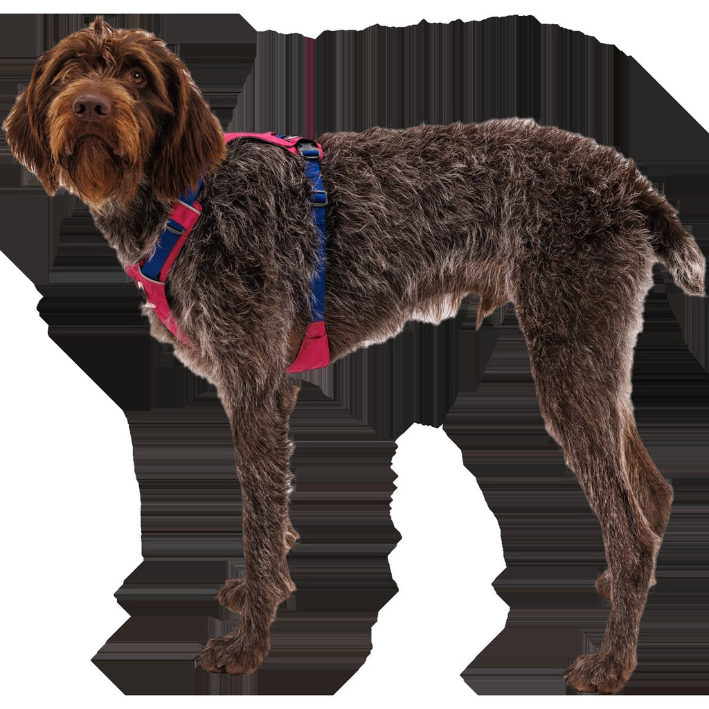 Hi and Light Harness