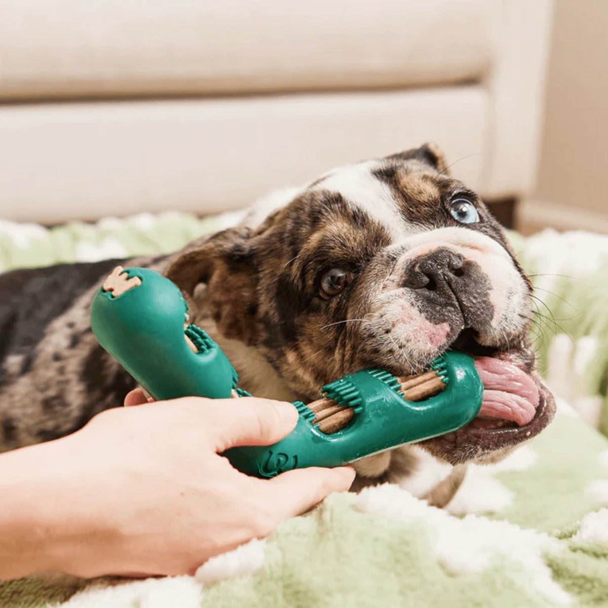 Bite N' Brush Dental Refills