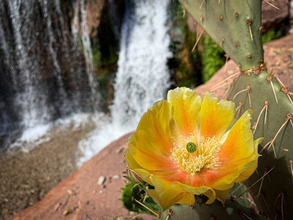 Grand Canyon Backpacking: North Rim